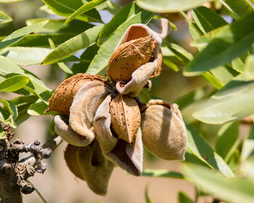 15167308_xl1000800 辛夷精油功效百科