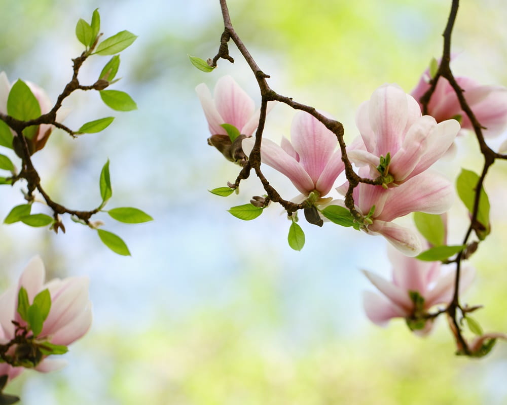 19834481_xxl1000800-1 辛夷精油功效百科