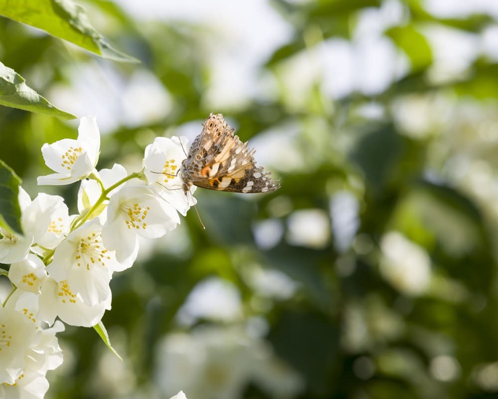 20210914183735_68 「芒種」的節氣芳療養生法：祛暑益氣、升陽化濕