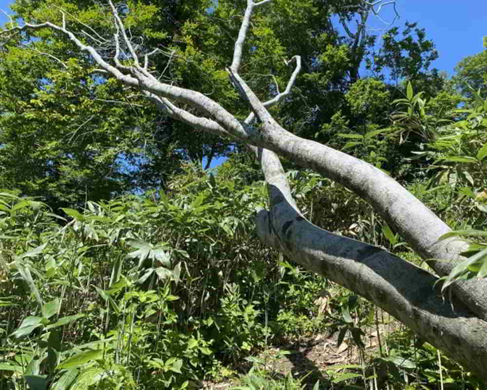 22135001_s1000800樺木 樺木精油功效百科