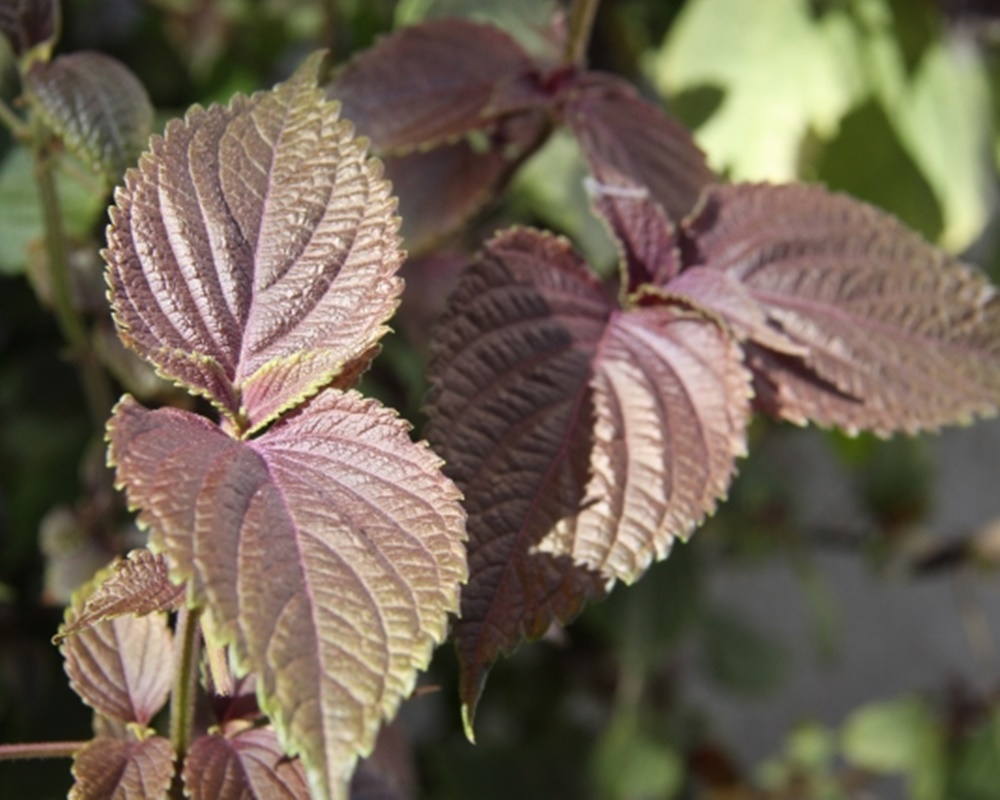 2638812_s1000800 紫蘇精油功效百科