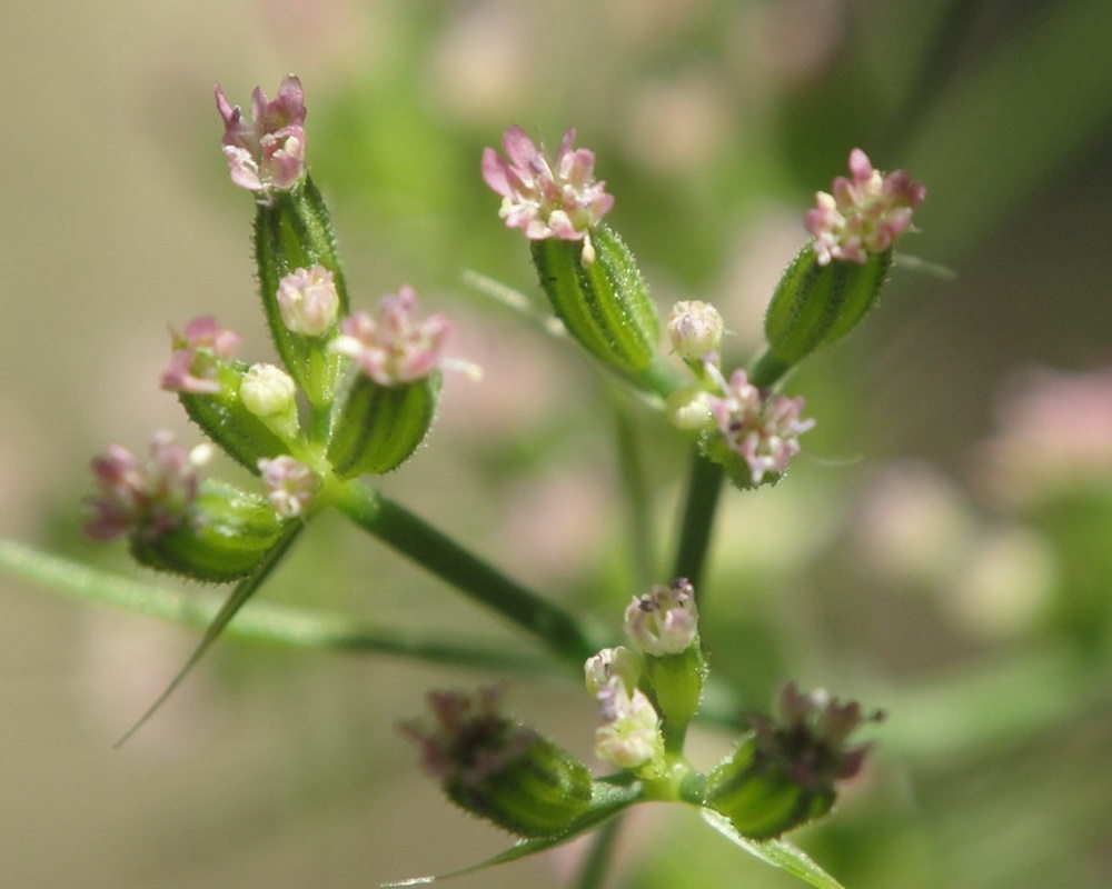 29067072110_d09d889c64_b1000800小茴香 小茴香精油功效百科