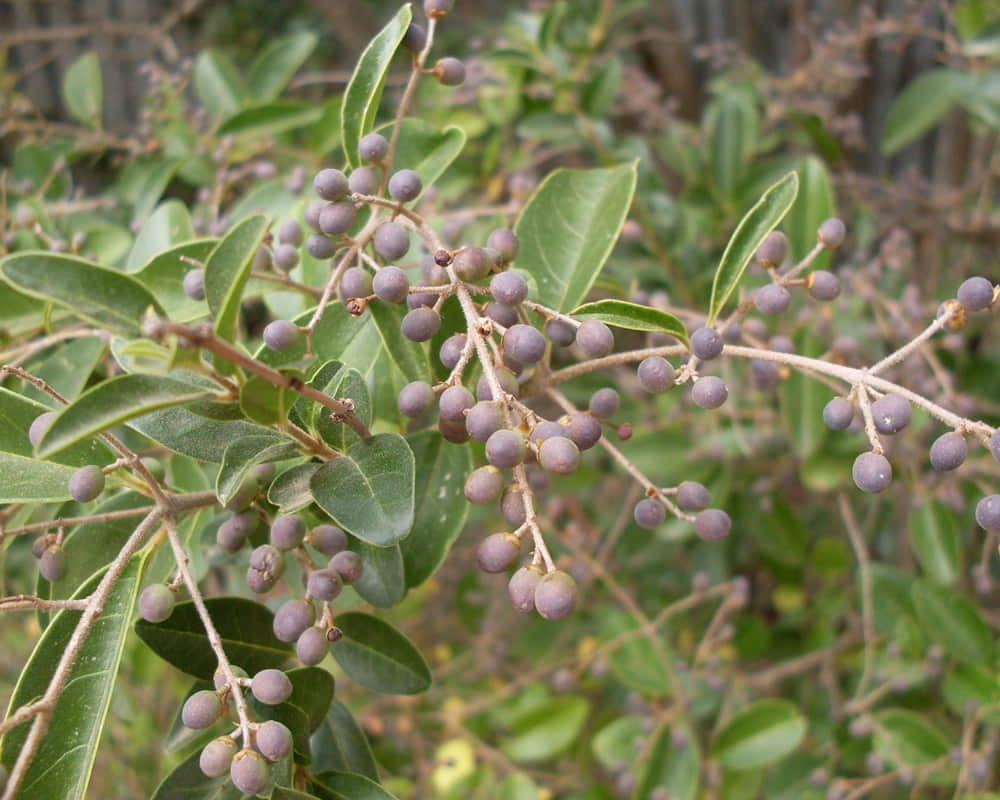 3438117006_7ecaacb575_h1000-1女貞子 女貞子精油功效百科