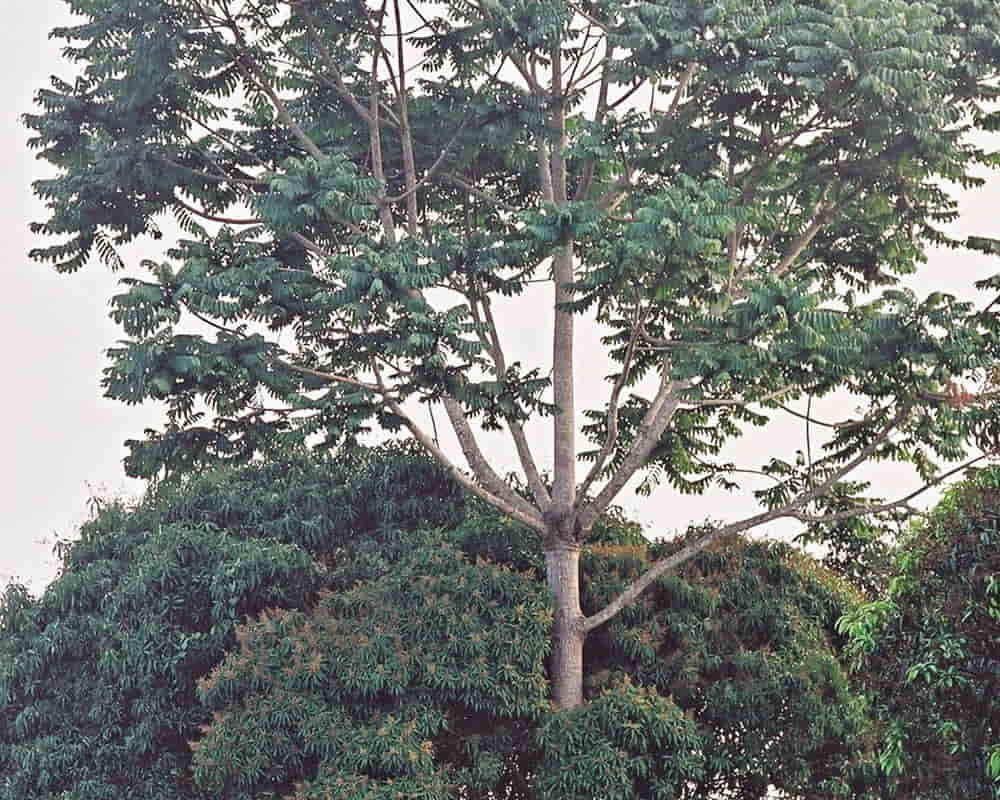 3551117591_a50a7b9844_h1000800 欖香脂精油功效百科