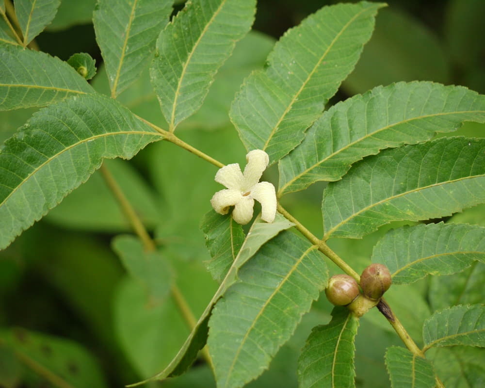 3893308882_311a0b00a0_h1000800 阿米香樹精油功效百科