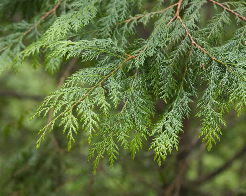 4155642022_5ff68e8ece_h1000 紅檜精油功效百科