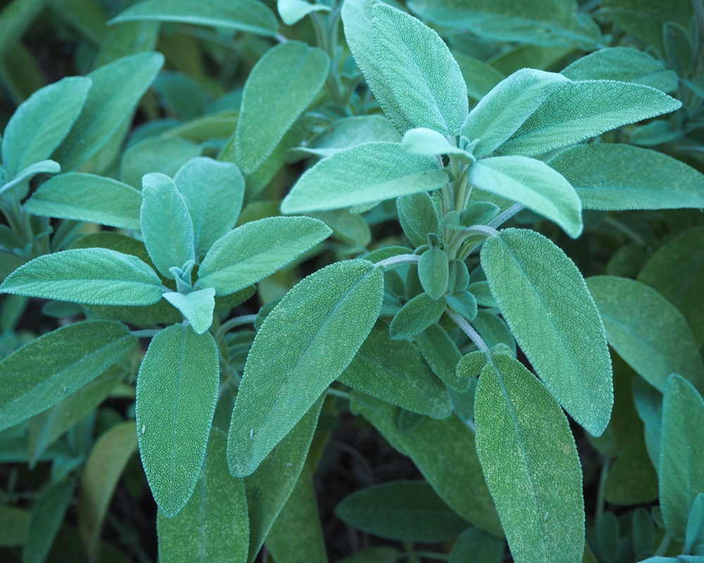 44136771202_9cf5038973_h1000800鼠尾草 鼠尾草精油功效百科