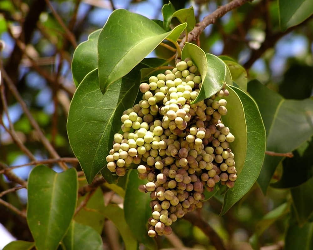 女貞子精油功效百科
