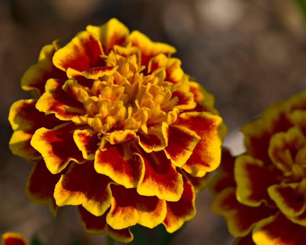 48712718407_23ff4b6cf7_h1000800 萬壽菊精油功效百科