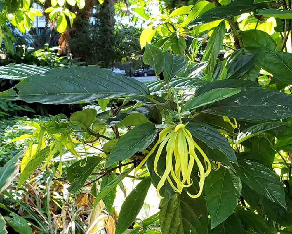 49232202816_019a63f04f_b1000800 依蘭精油功效百科