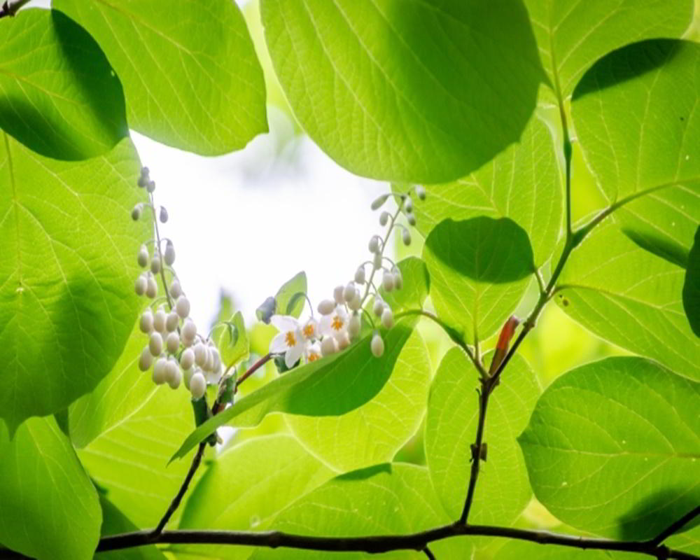 5016981_s1000800安息香 安息香精油功效百科