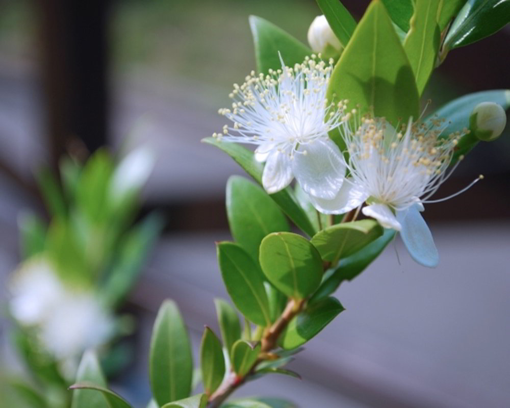 5171592_s1000800香桃木 香桃木精油功效百科