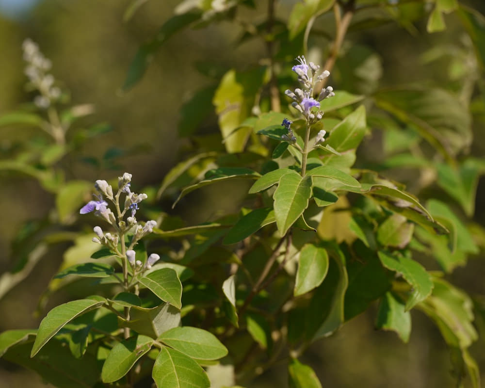 6667690839_9e3bf80210_h1000 牡荊精油功效百科