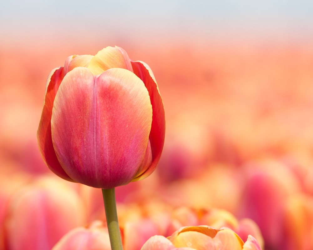 9448542_xl1000800 首頁