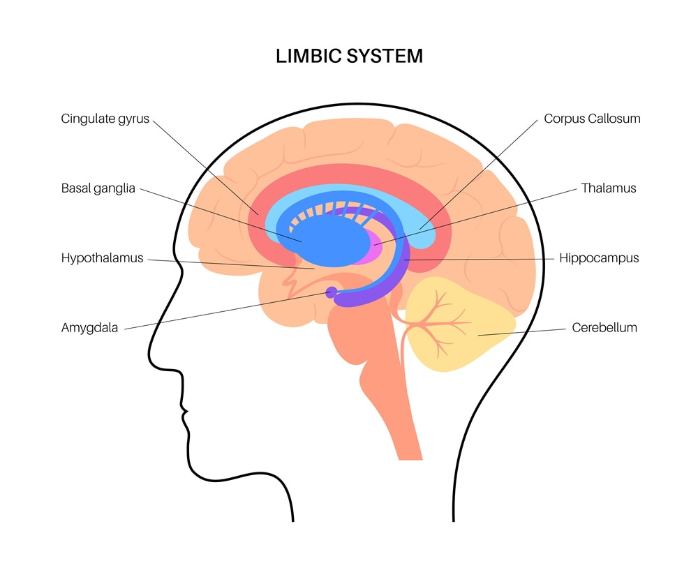 Brain_Pathway_151000 味道真的能夠改變記憶嗎？美加州大學的實驗告訴你