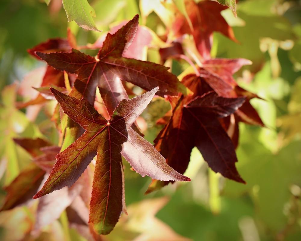 autumn-leaves-4681235_19201000800 楓香精油功效百科