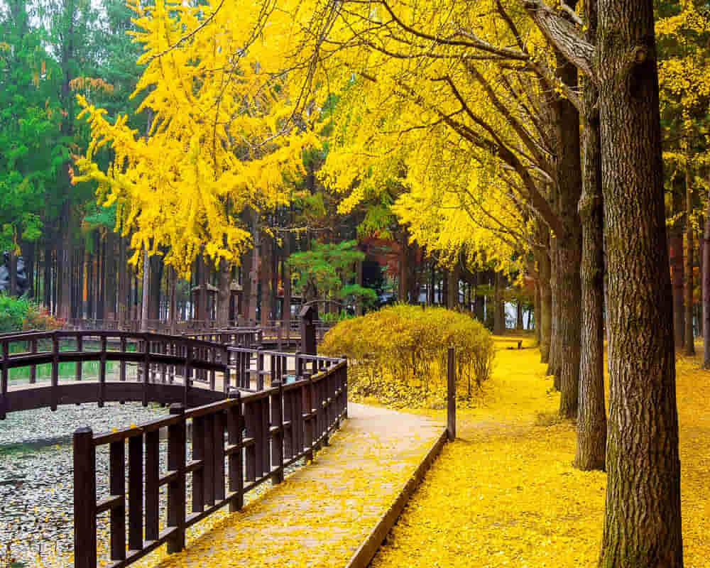 autumn-with-ginkgo-tree-nami-island-korea1000800 秋分養陰潤肺，不忘溫脾胃