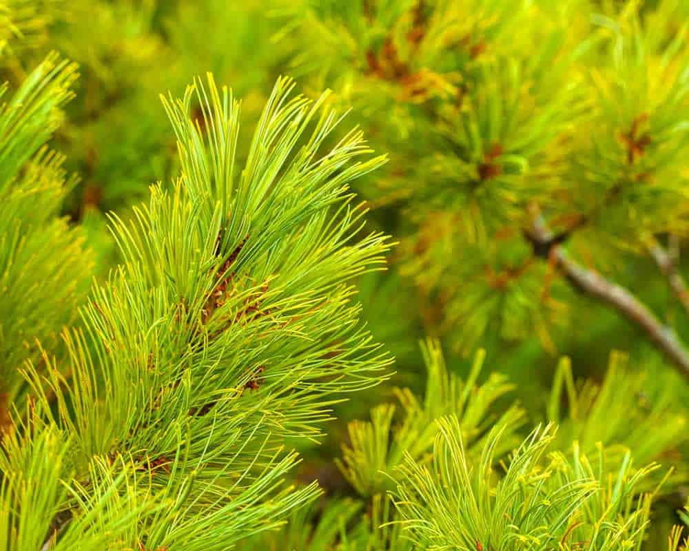 beautiful-green-pine-brancheh-close-up-selective-focus1000800-1 精油化學分子之檸檬烯(Limonene)