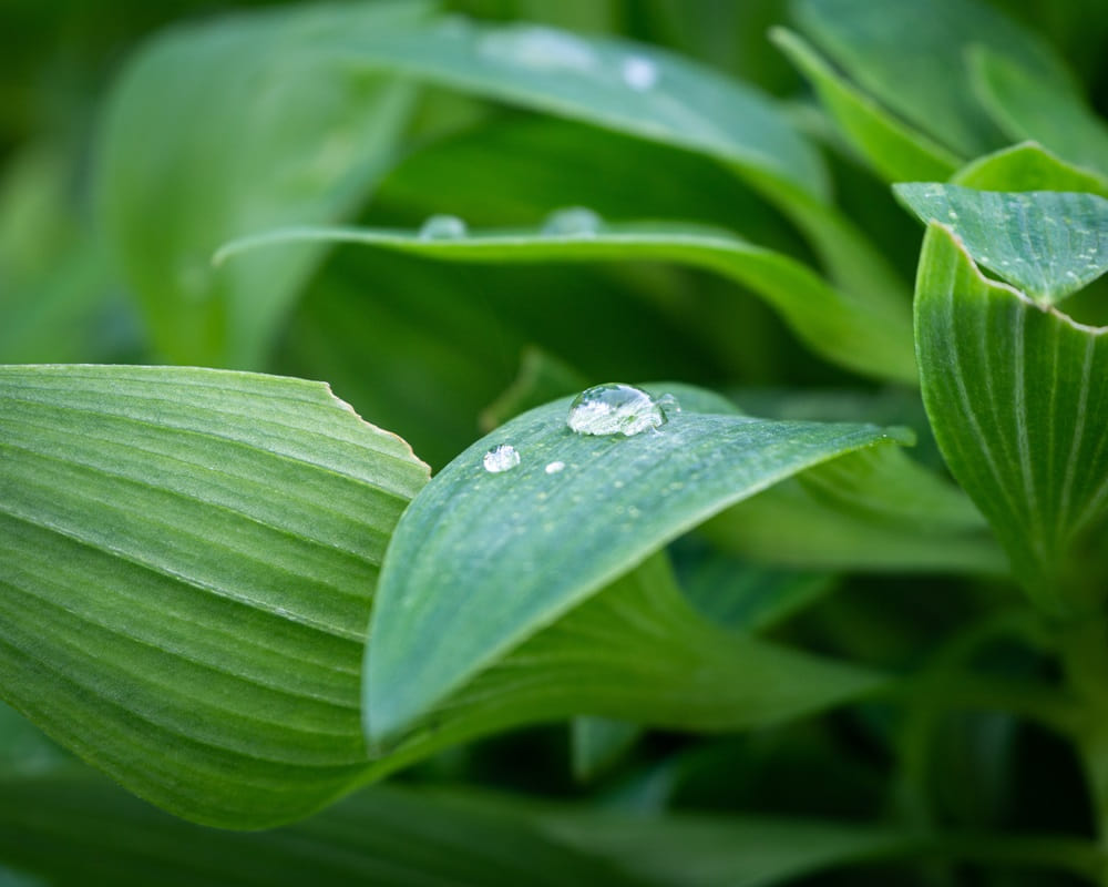 beautiful-shot-green-plants-with-waterdrops-leaves-park1000800-1 「白露」的節氣芳療養生法:養神潤肺,注意呼吸道及腸胃疾病