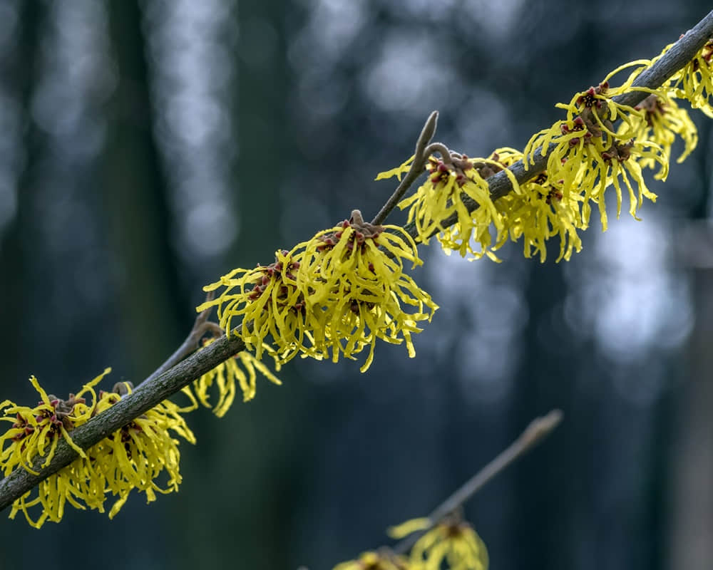 close-up-show-witch-hazel-shrub1000 金縷梅純露功效百科