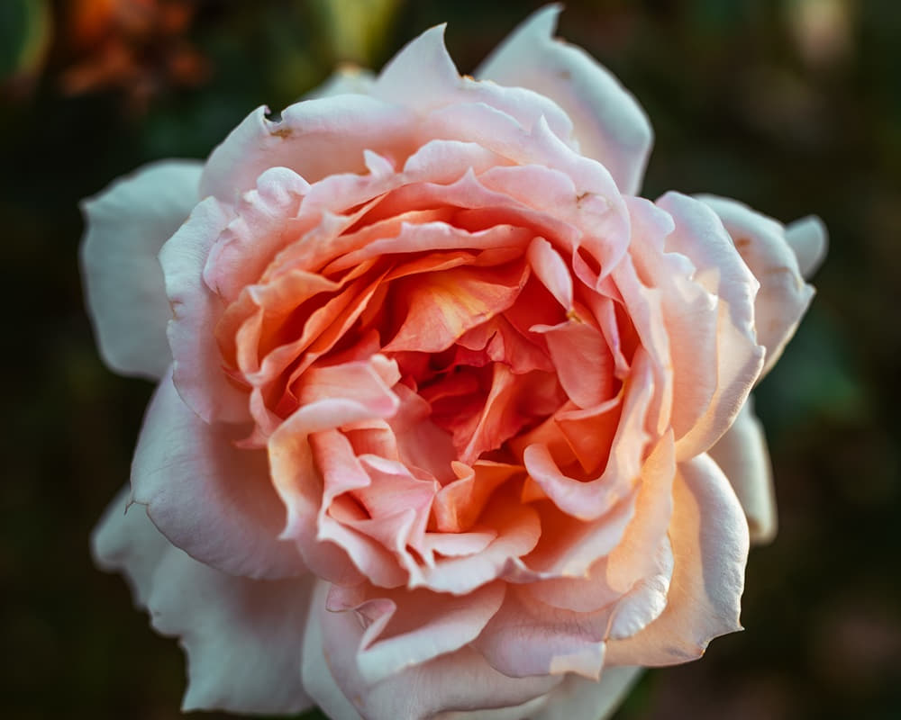 closeup-shot-amazing-cream-pink-rose-flower1000800 美麗優雅的度過更年期就靠一溫灸四按摩