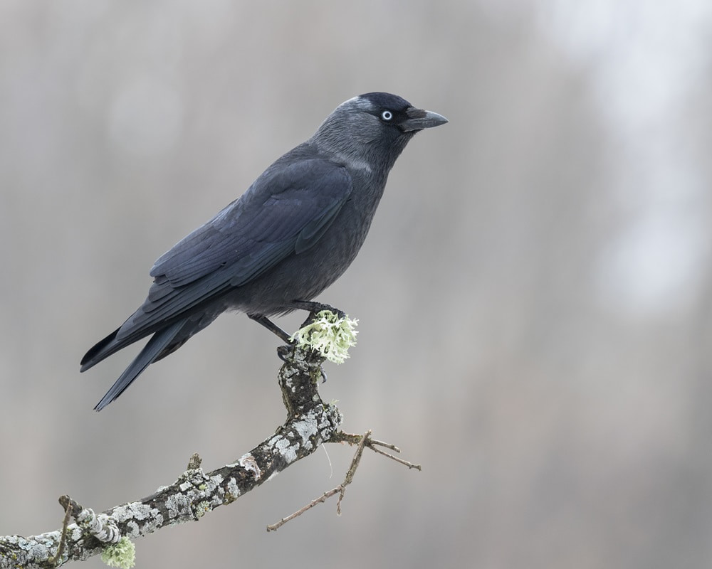 closeup-shot-american-crow-perched-tree-branch-with-blurred-surface1000800 成功是熬出來的，在工作中修練內在幸福力