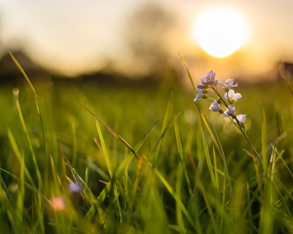closeup-shot-tiny-flower-growing-fresh-green-grass-with-blurred-background1000800 「立秋」的節氣芳療養生法:為冬天的皮膚做好準備