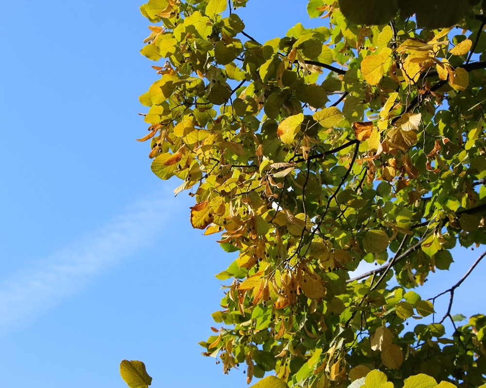 crown-yellowing-linden-tree-against-sky-sunset1000800菩提花 菩提花精油功效百科