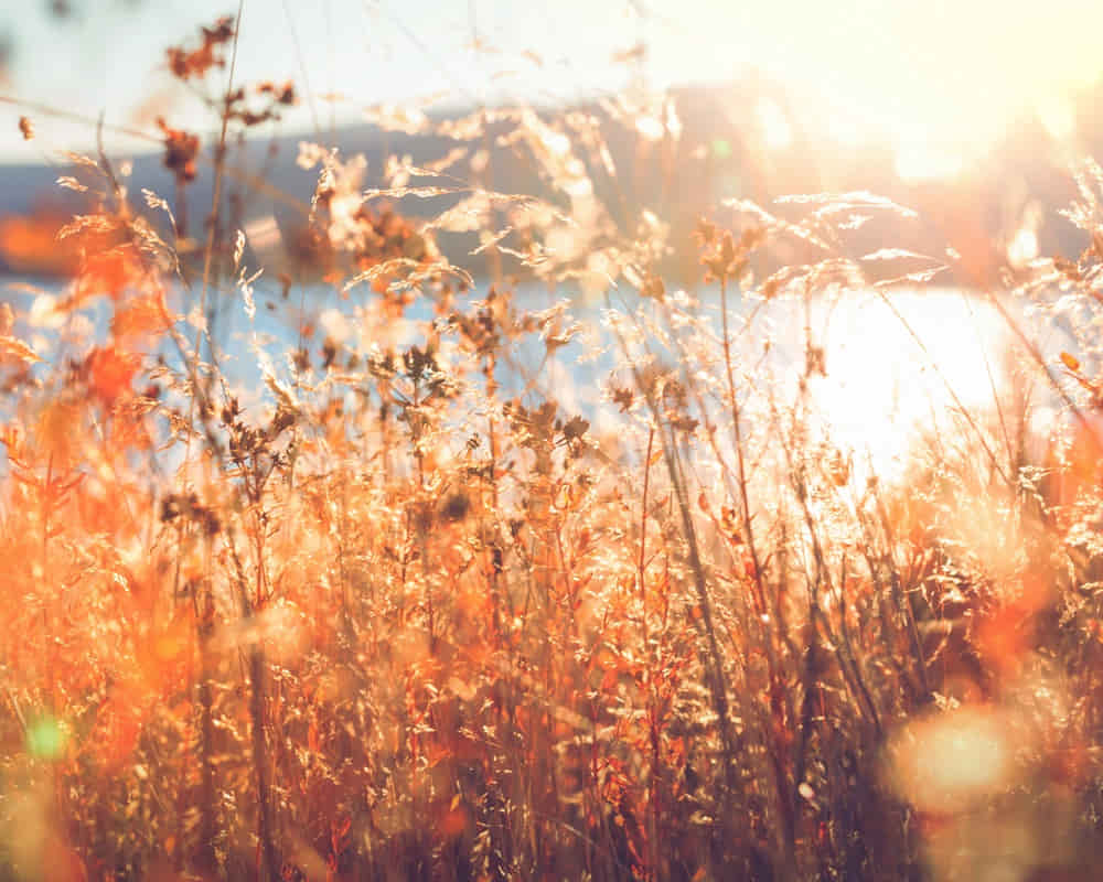 d77e1-20210915153023_15 「立秋」的節氣芳療養生法:為冬天的皮膚做好準備