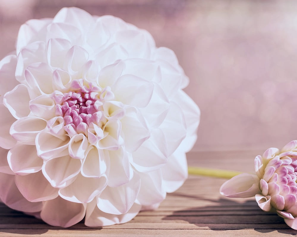 dahlia-g85e54fffa_19201000 記憶力差、未老先衰嗎？三段式訓練你的大腦，增強記憶力