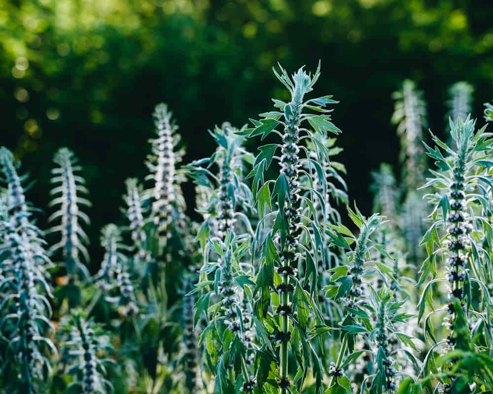flowering-bushes-motherwort-forest-medical-herbs-dark-background1000 益母草精油功效百科