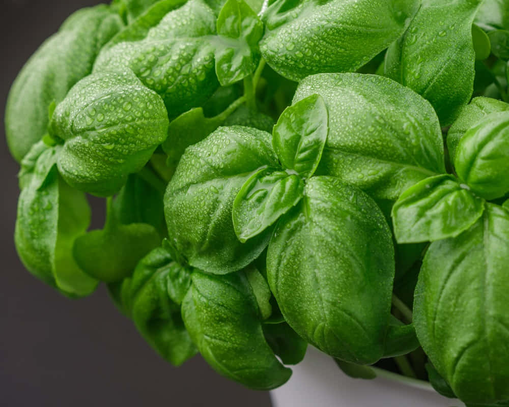 fresh-basil-with-water-drops-closeup-growing-window-herbs1000800 精油化學分子之茴香腦(Anethole)