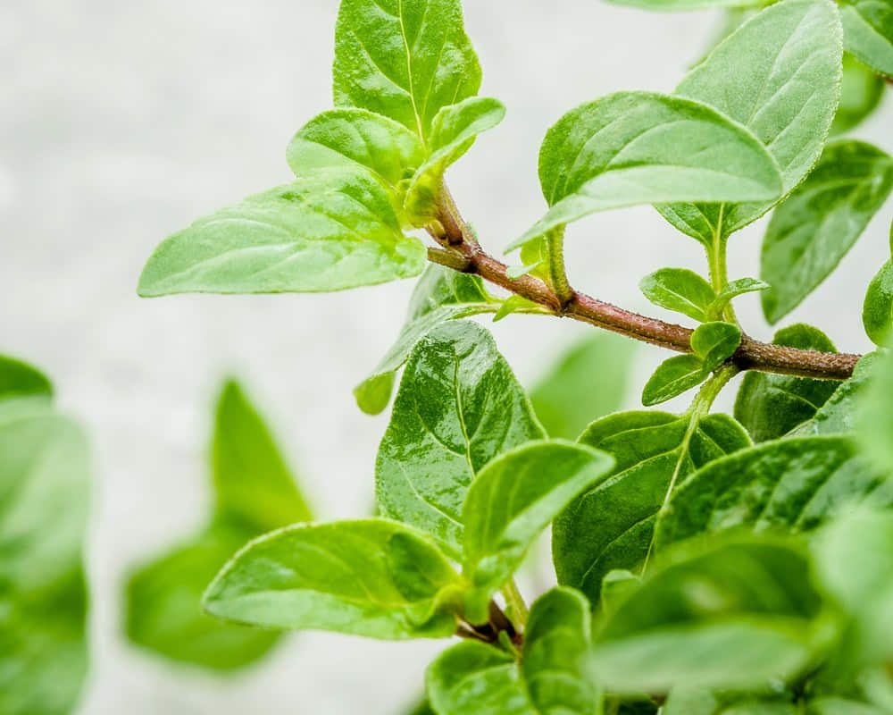 精油化學分子之香芹酚(Carvacrol)