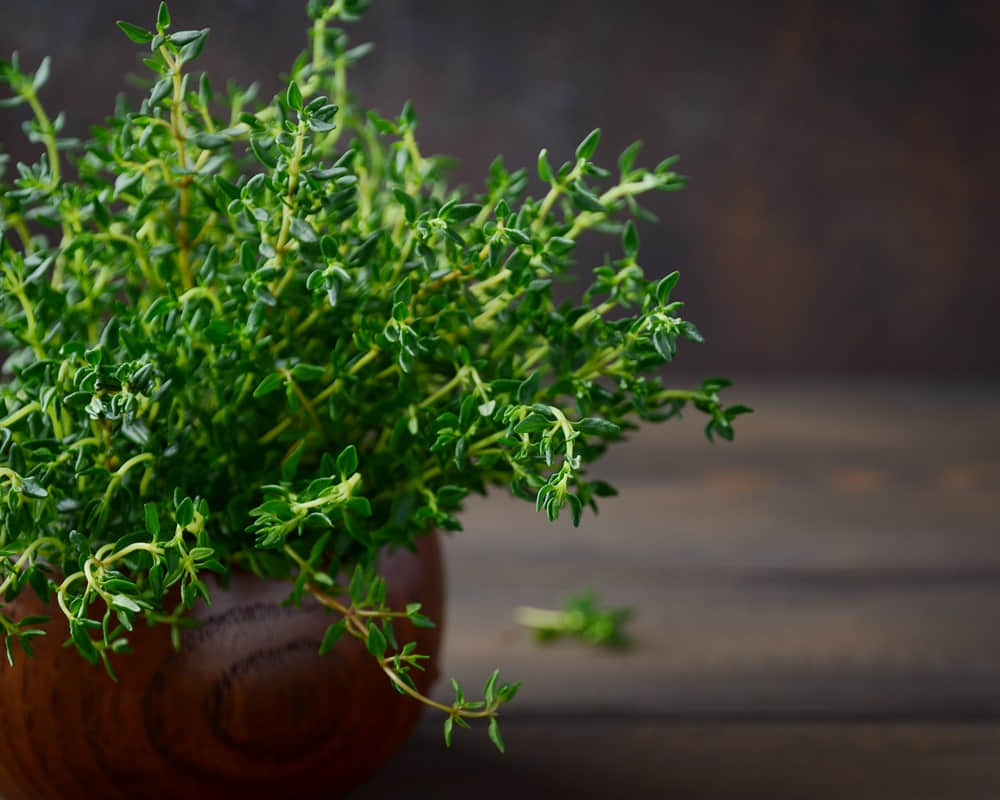 fresh-thyme-wooden-pot1000800 百里香純露功效百科(沉香醇百里香)