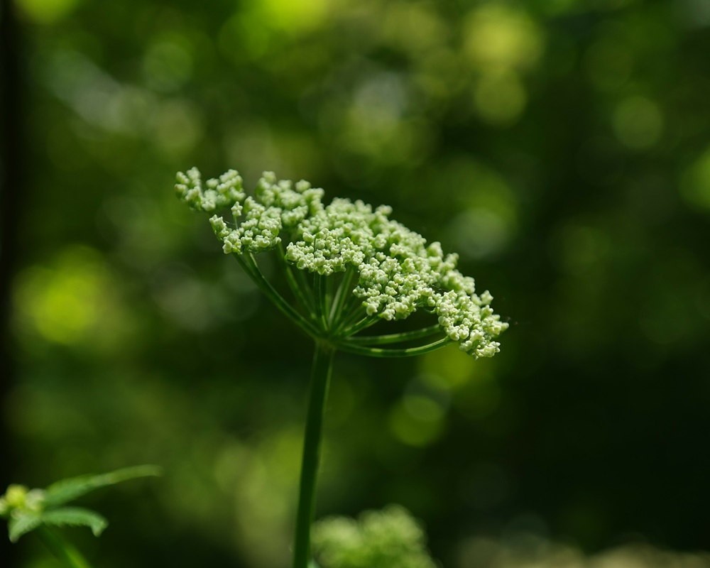 greedy-141509_19201000800歐白芷-1 歐白芷精油功效百科