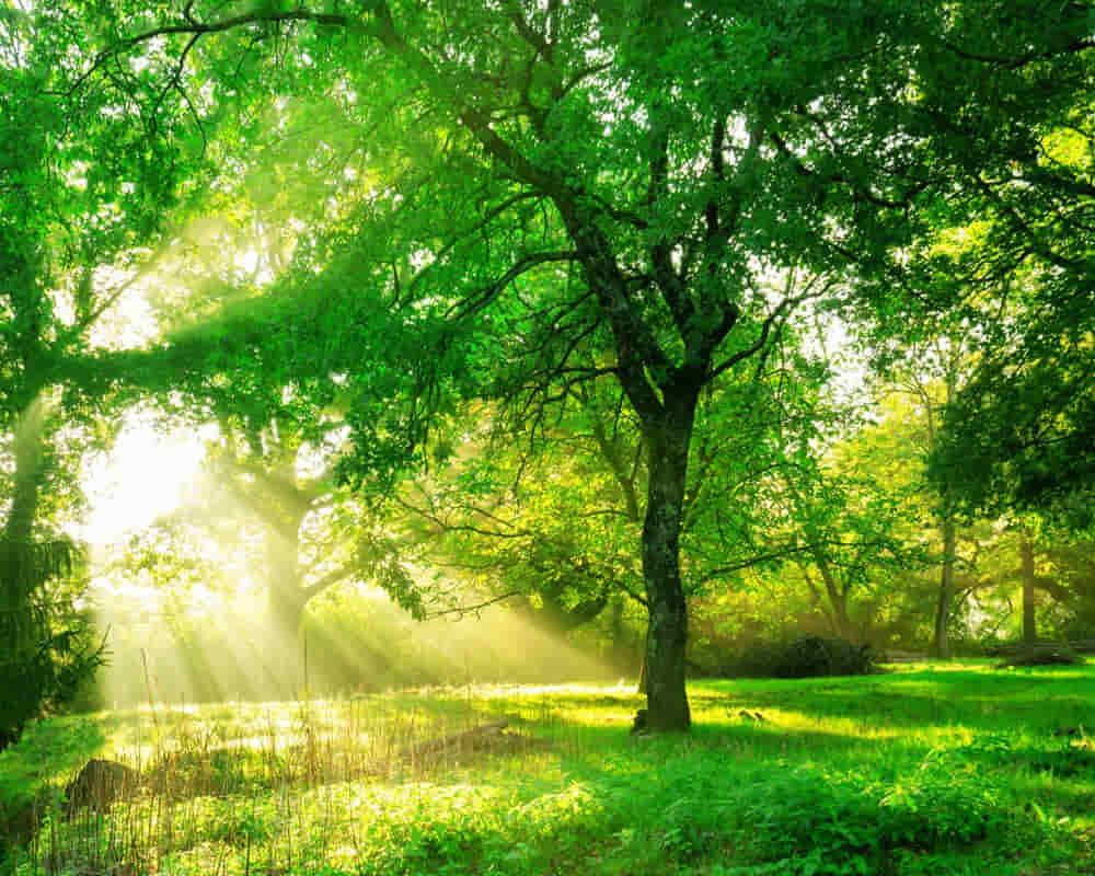 green-forest-landscape-sunrise1000800-1 「小暑」的節氣飲食及芳療應用要點