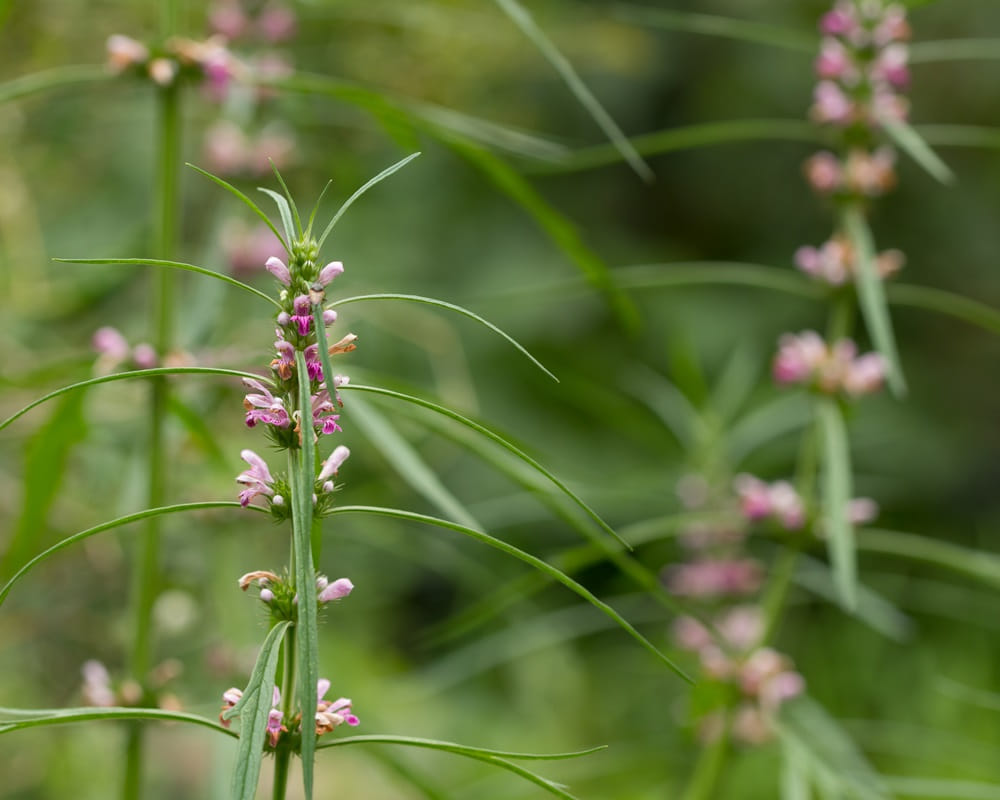 herb-medicinal-plants-commonly-called-honeyweed-siberian-motherwort1000 益母草精油功效百科