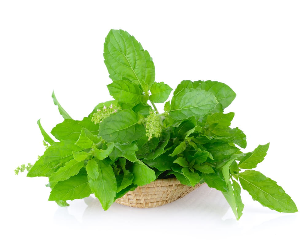 holy-basil-white-background1000800 羅勒精油功效百科