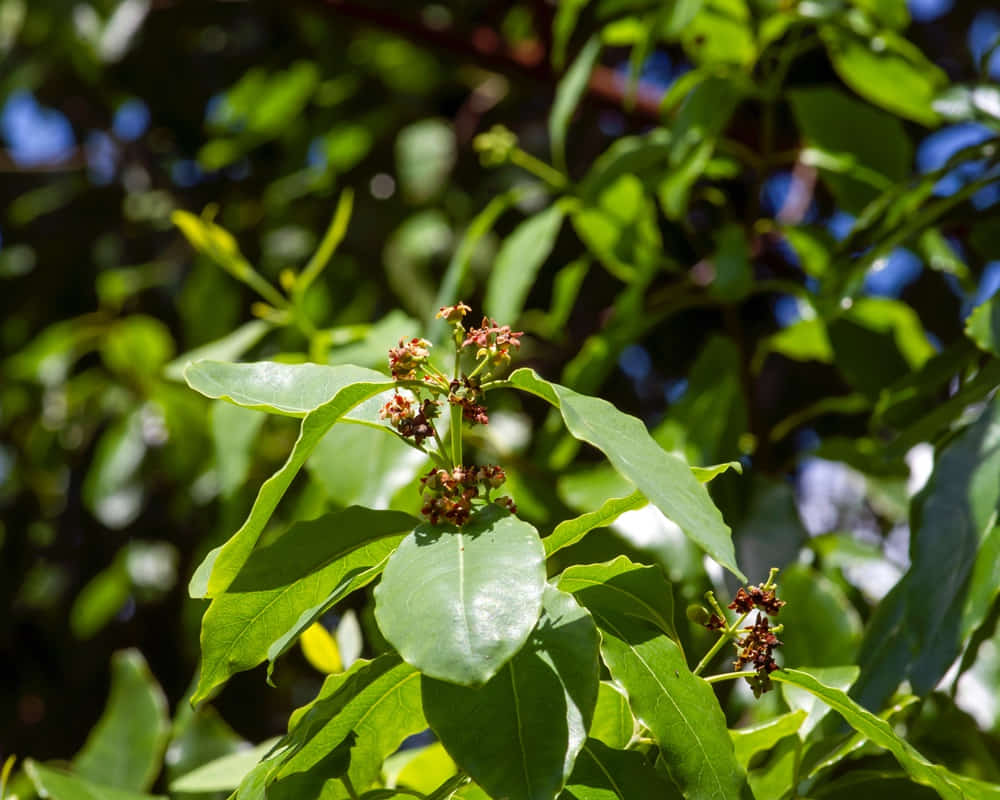 indian-sandalwood-green-leaves-flowers-santalum-album-one-most-expensive-plants-world-very-famous-its-fragrance1000800 檀香精油功效百科