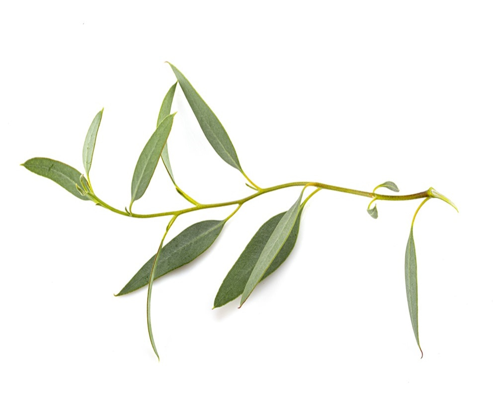 leaf-eucalyptus-front-white1000800- 尤加利精油功效百科