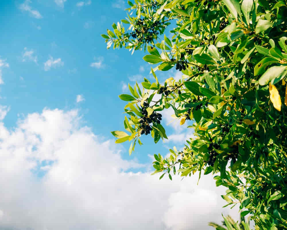 leaves-laurel-berries-tree-laurel-leaf-wild1000800 月桂精油功效百科
