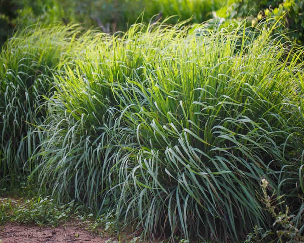 lemongrass-plant-garden-herbal-vegetable1000800- 檸檬香茅精油功效百科