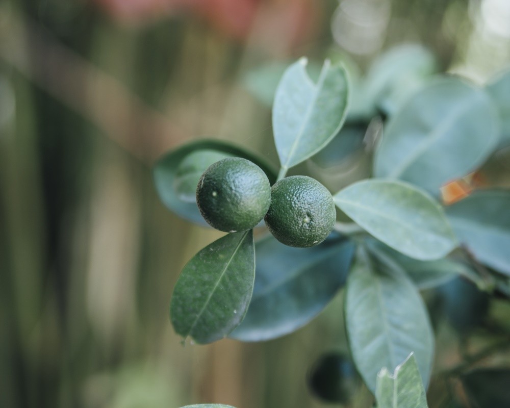 lime-grows-tree-11000800萊姆 萊姆精油功效百科