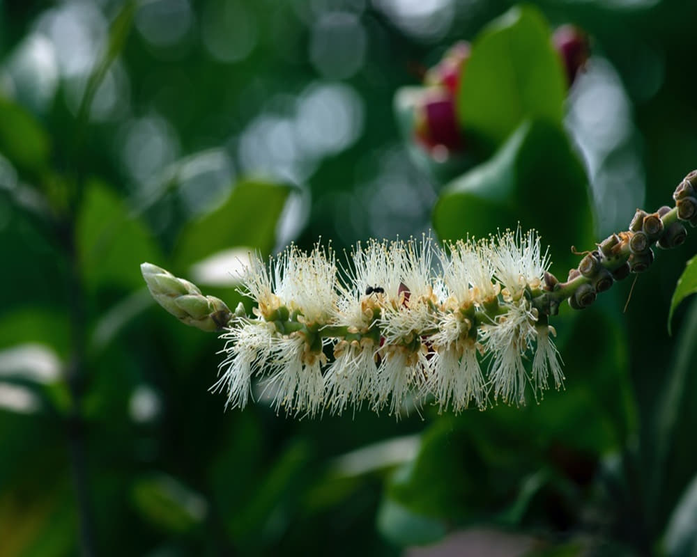 melaleuca-cajuputi-flower-commonly-known-as-cajuput1000800-1-1白千層 白千層精油功效百科