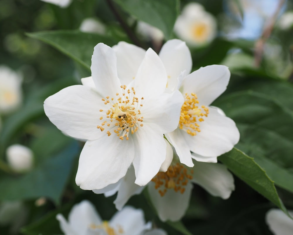 mock-orange-gd4ca7c4bf_19201000 茉莉履歷，茉莉精油之香只因天上有，人間少有幾回聞