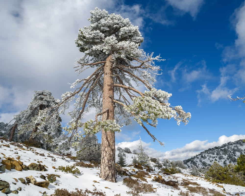 monumental-black-pine-tree-top-olympus-peak-troodos-mountains-cyprus-winter1000800 【黃帝內經】裡面讓你終生受益的24節氣養生秘訣