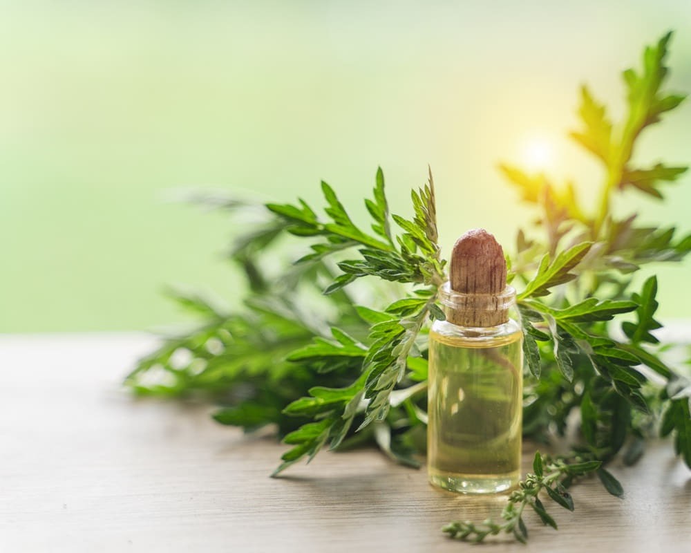 mugwort-essential-oil-with-fresh-leaves-hand-with-wooden-board1000 經前乳房漲痛該怎麼用精油？