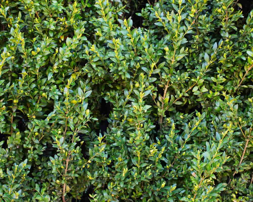 myrtus-communis-close-up1000800香桃木 香桃木精油功效百科