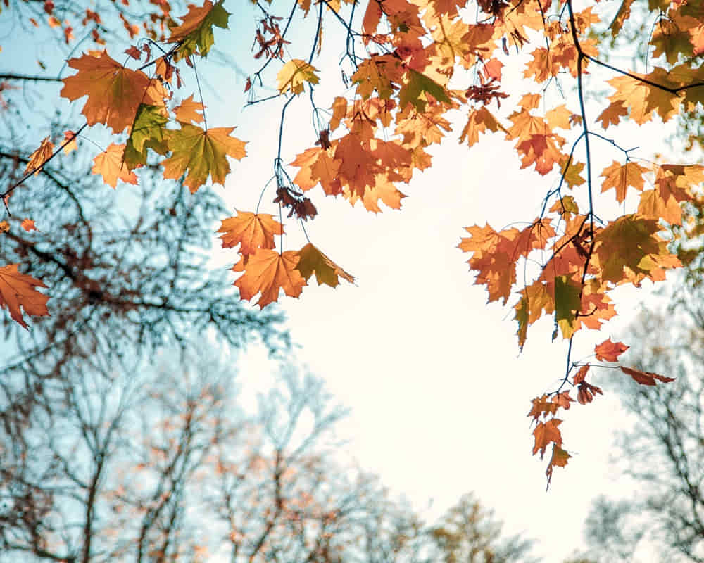 natural-autumn-maple-leaves-branch-through-which-setting-sun-shines-against-blue-sky-background-with-copy-space1000800 「立秋」的節氣芳療養生法:為冬天的皮膚做好準備