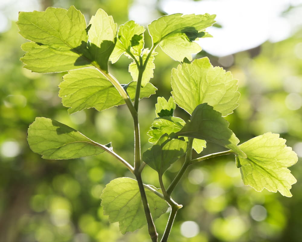 patchouli-ogostemon-cablin-green-leaf-nature-surface1000800廣藿香 廣藿香精油功效百科